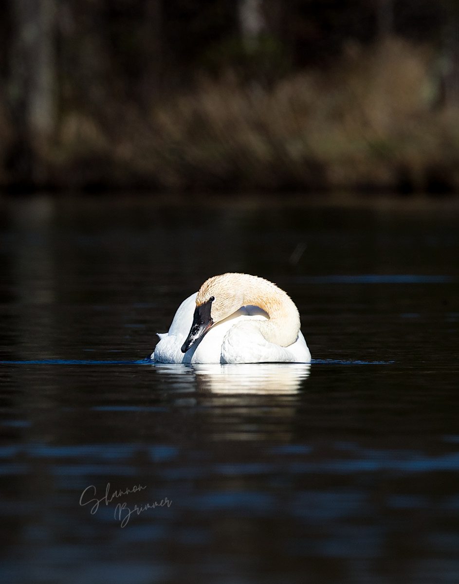 Shannon Brimmer Photo of Swan